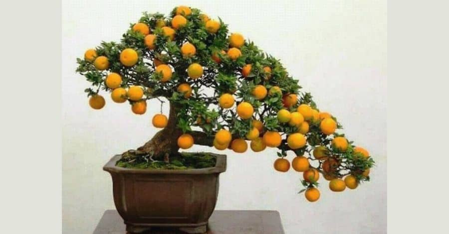 Quanto Tempo Até Frutos no Bonsai de Pitanga? 3 Respostas