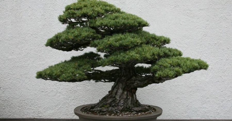 Como Cuidar do Seu Bonsai de Pitanga: 4 Regras de Ouro