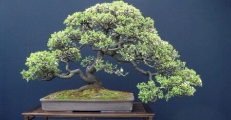 Como Fazer Bonsai de Pitanga: 5 Dicas Essenciais para Iniciantes