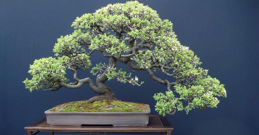 Como Fazer Bonsai de Pitanga: 5 Dicas Essenciais para Iniciantes